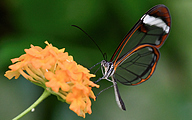 Glasswing Butterfly (Greta oto)